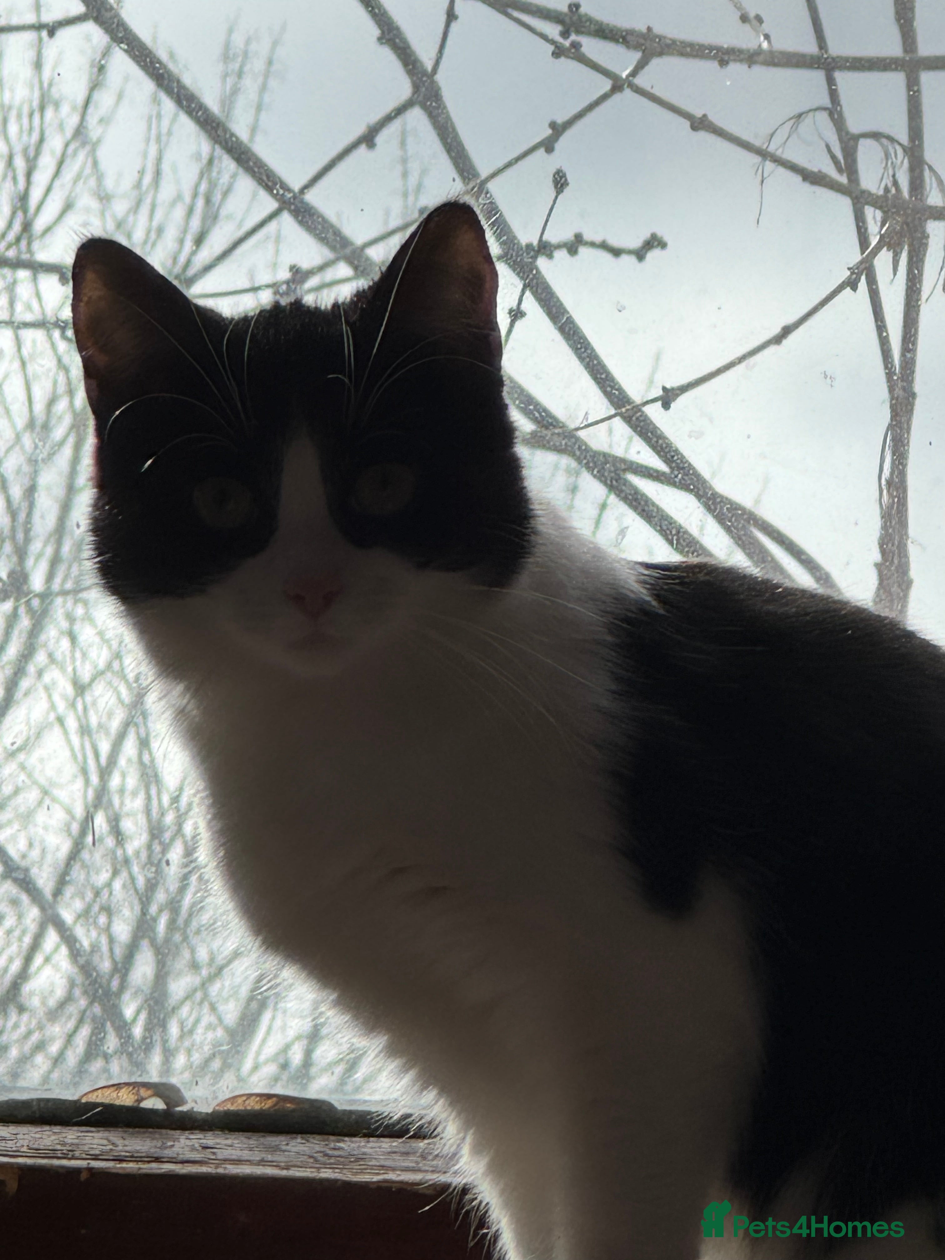 Mixed Breed cats Fred. - Advert 1