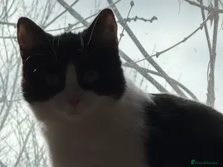 Mixed Breed cats Fred. - Advert 1