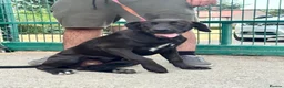 Cane Corso dogs for sale: 1 male 1 female cane  in Romford - Advert 18