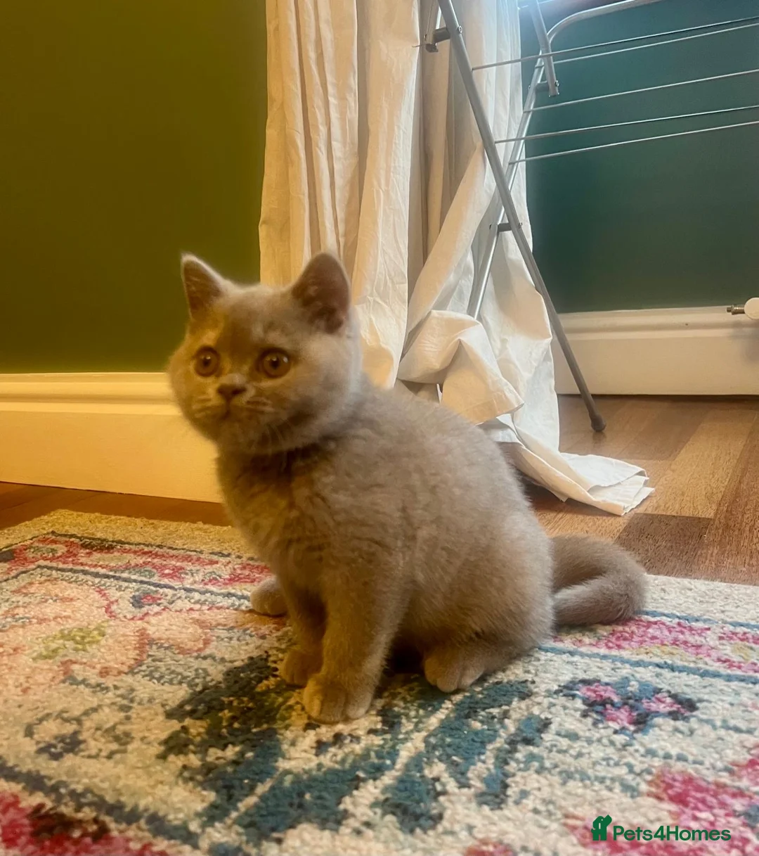 British Shorthair cats for sale: British shorthair females ready to leave soon GCCF - Advert 32