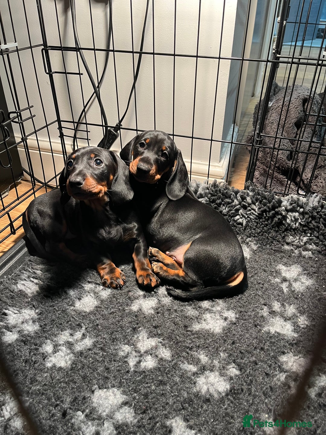 Dachshund dogs for sale: Dachshund puppies - Advert 1
