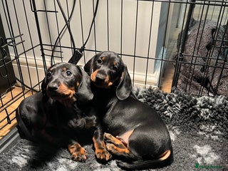 Dachshund dogs Dachshund puppies - Advert 5