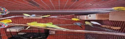 Budgerigars birds for sale: Budgies - Advert 16