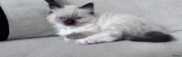 Ragdoll cats for sale: Fluffy Ragdoll Kittens - Advert 5