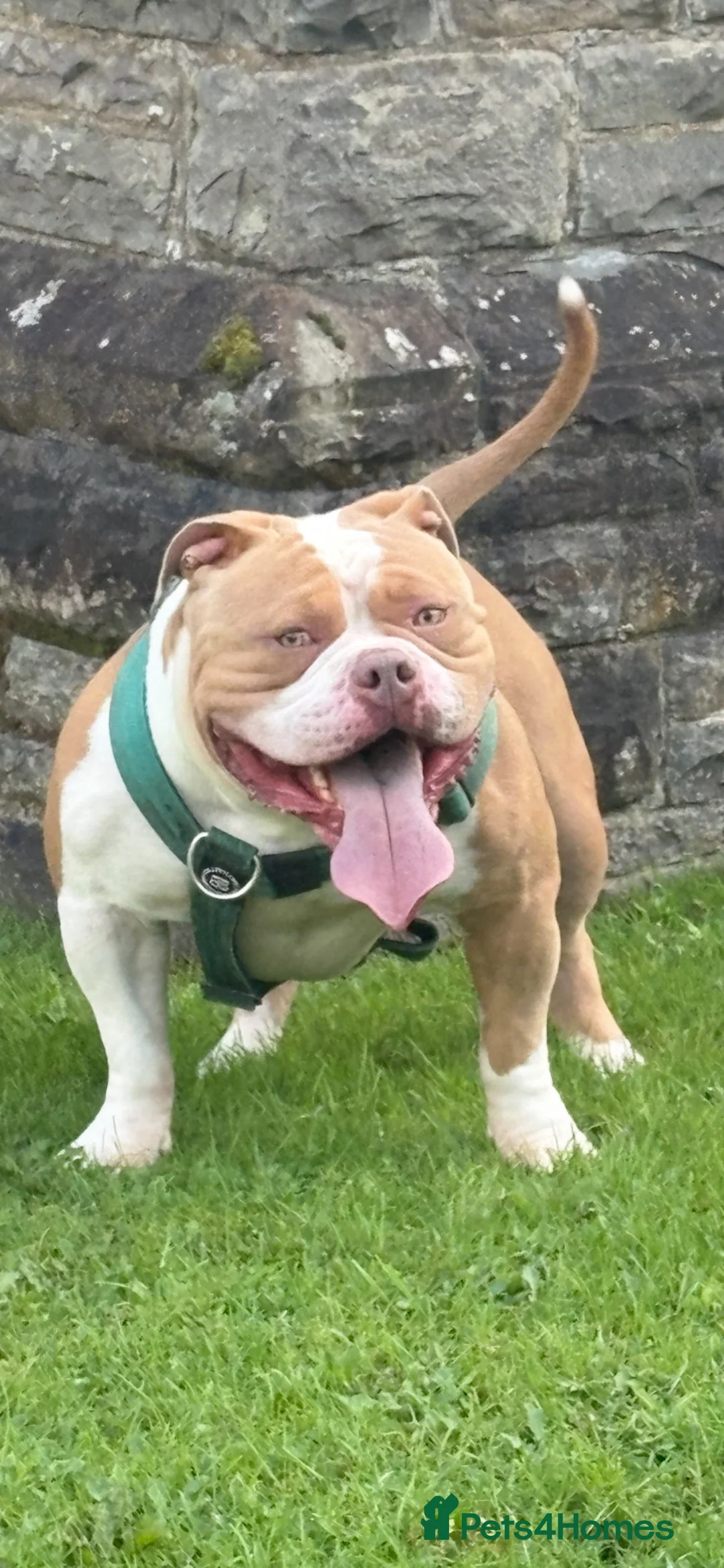 American Bully dogs for stud: American pocket bully  - Advert 2
