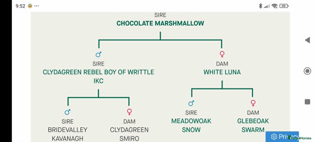 English Springer Spaniel dogs for stud: KC registered English Springer Spaniel for stud - Advert 8