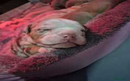 English Bulldog dogs for sale: Beautiful Litter Of New English Bulldog Puppies - Image 21