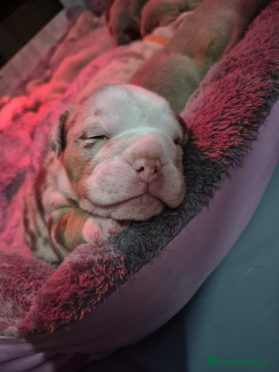 English Bulldog dogs for sale: Beautiful Litter Of New English Bulldog Puppies - Image 21