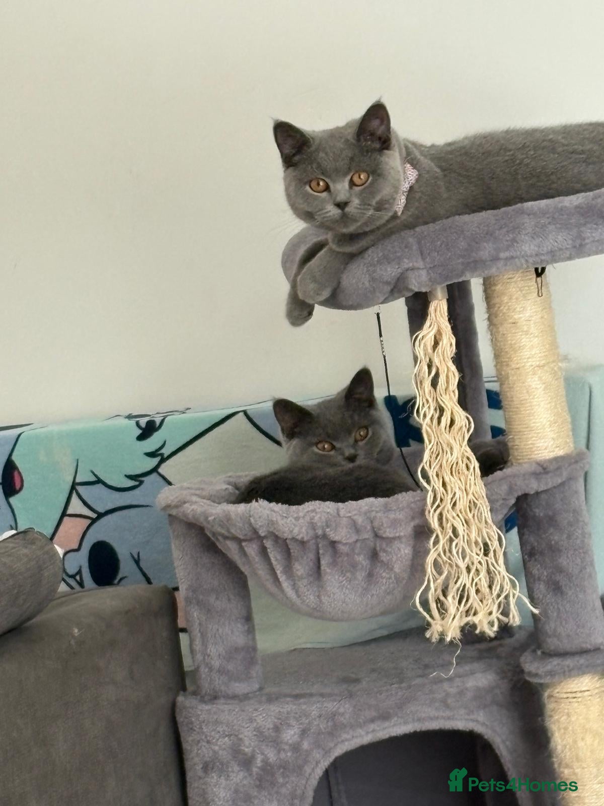 British Shorthair cats Female Pure British Blue  - Advert 2