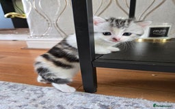 Mixed Breed cats for sale: Persian x kittens  - Image 17