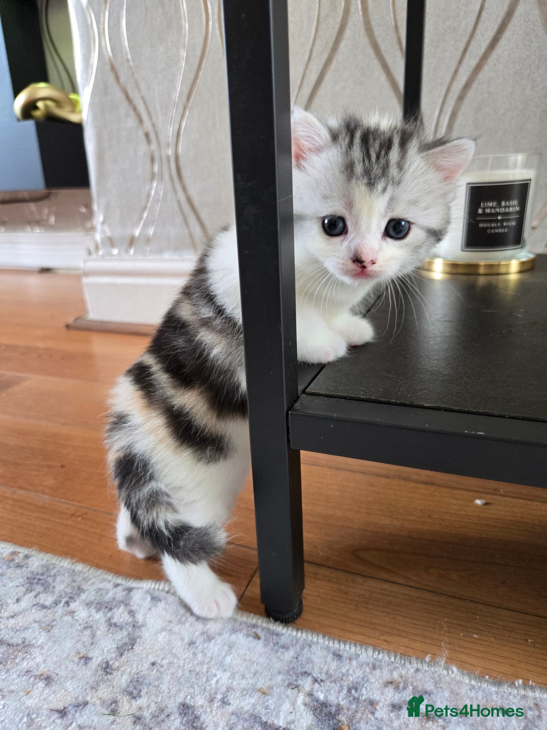 Mixed Breed cats for sale: Persian x kittens  - Image 17