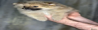 Pomeranian Puppy 2