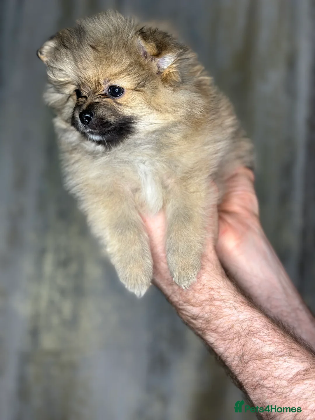 Pomeranian dogs for sale: Pomeranian puppies 💕 - Advert 2