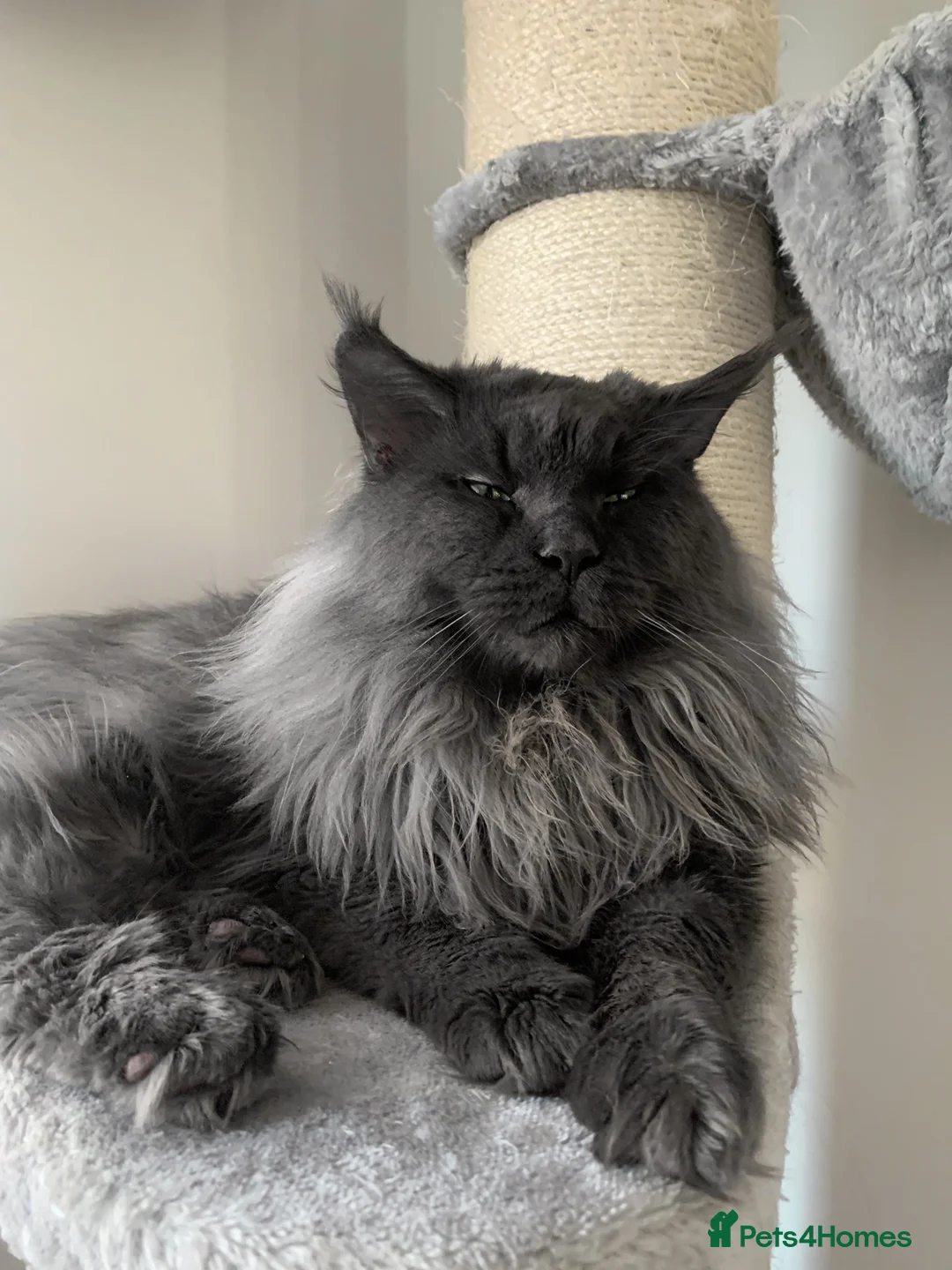 Maine Coon cats for stud: Blue boy for STUD in Ipswich - Advert 8