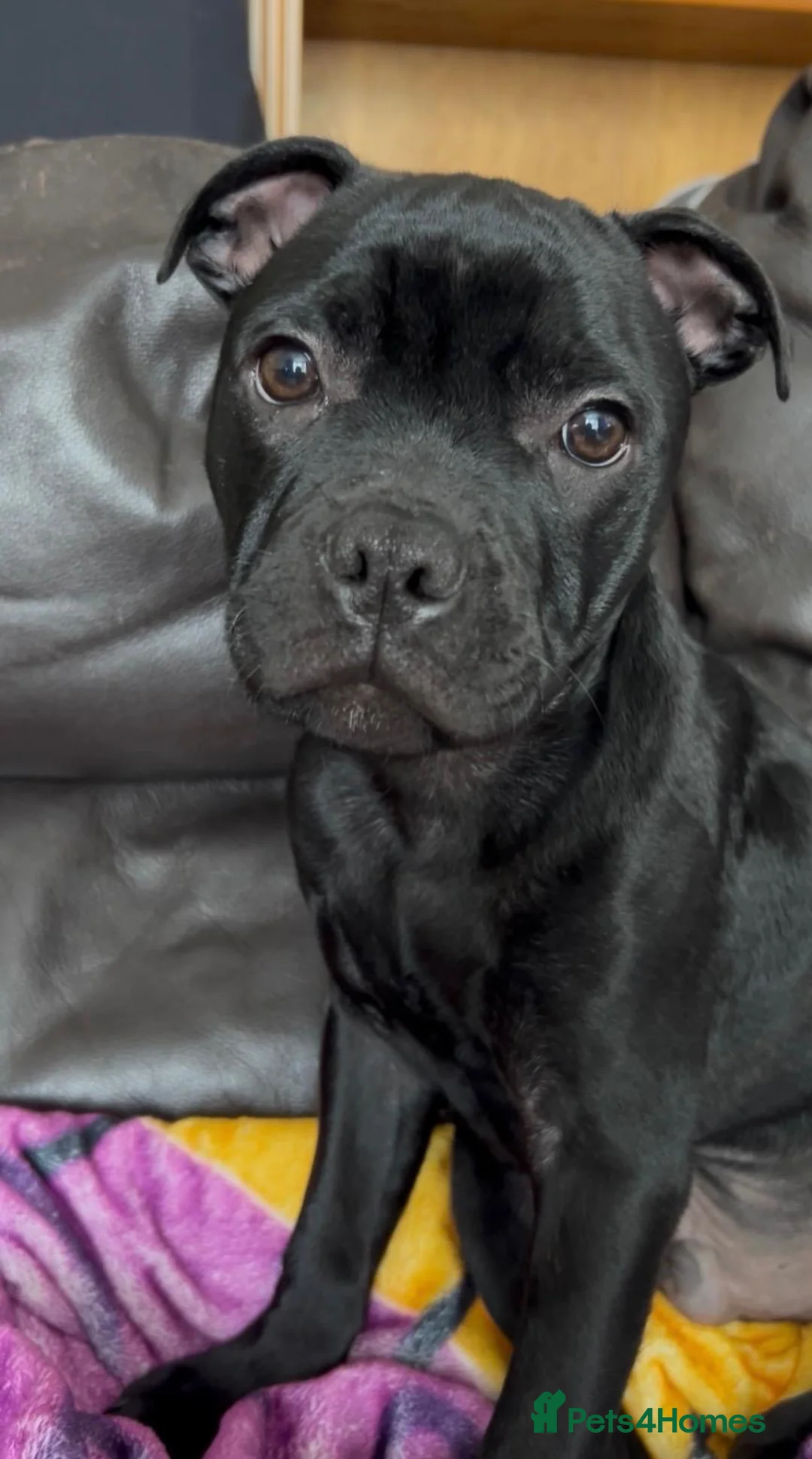 Staffordshire Bull Terrier dogs for sale: KC Registered Staffordshire Bull Terrier Pup - Advert 28