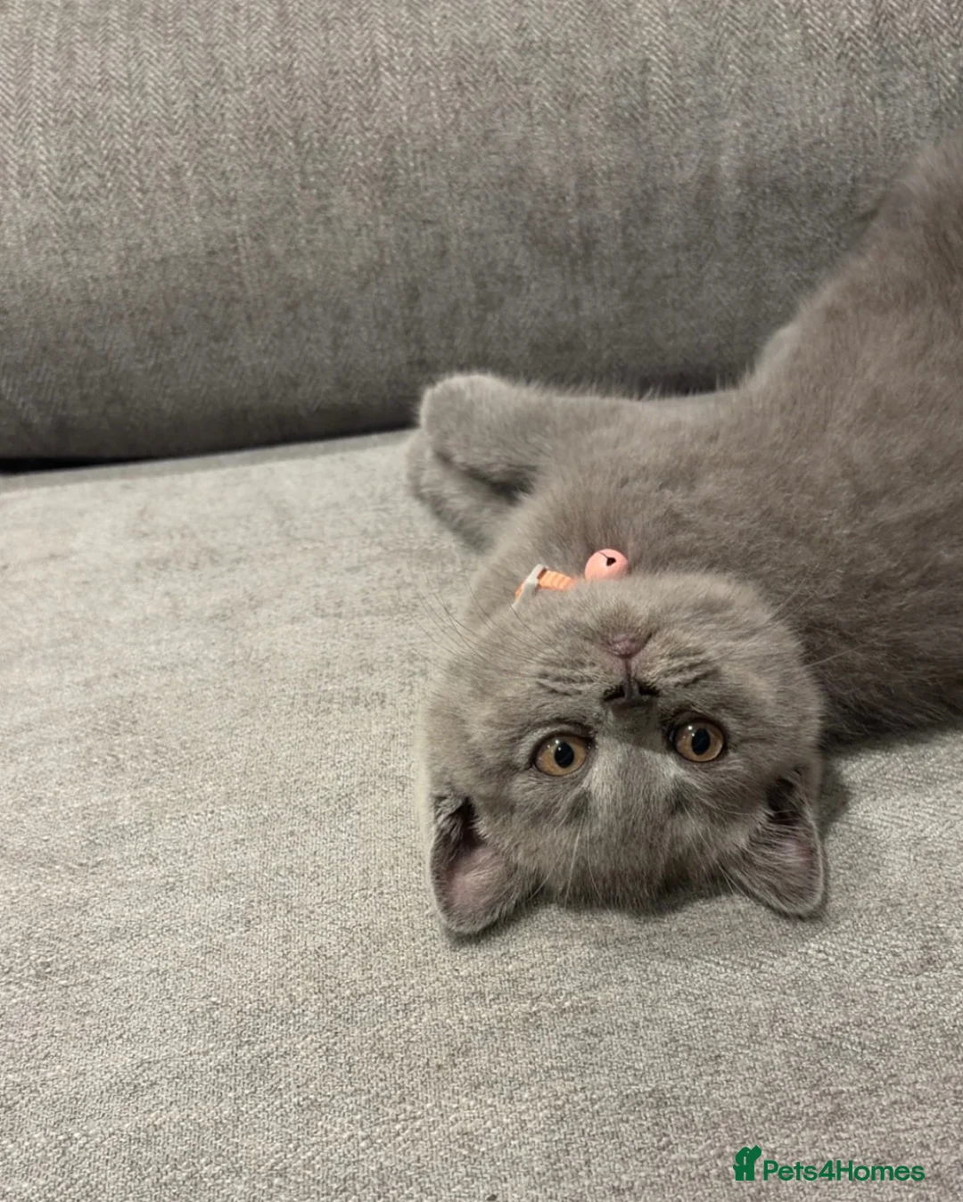 British Shorthair cats for sale: two beautiful kittens for sale in Nottingham - Advert 1