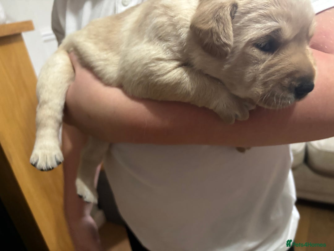 Labrador Retriever dogs for sale: STUNNING HEALTH TESTED LABRADORS - Image 13