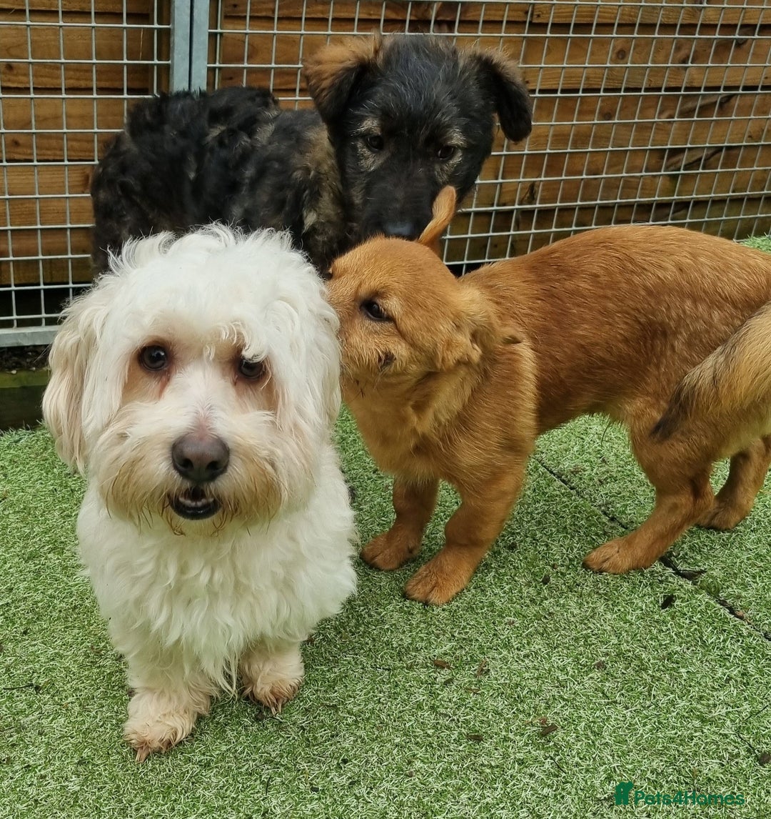 Mixed Breed dogs for adoption: Dudley - In Ayr Looking for a home - Advert 5