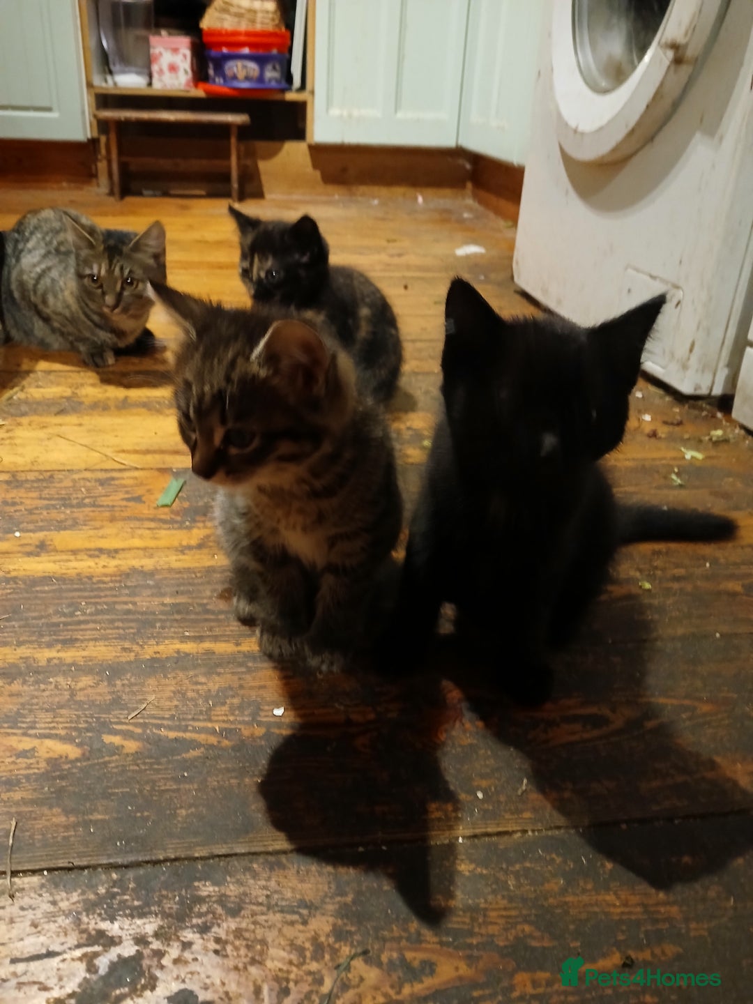 Domestic Shorthair cats for sale: 4 beautiful kittens ready now - Image 3