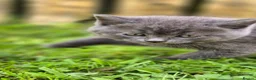 British Shorthair cats for sale: Beautiful British Shorthair Cross Kittens - Advert 32