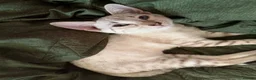 Bengal cats for sale:  Snow Lynx bengal  - Advert 7