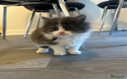 Ragdoll cats for sale: Reserved - Image 8