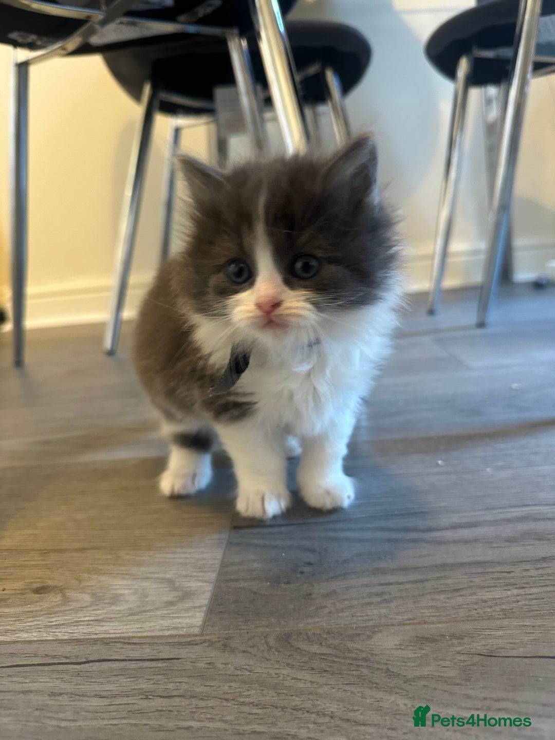 Ragdoll cats for sale: Reserved - Image 8