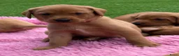Labrador Retriever dogs for sale: Gorgeous dark Fox Red Pedigree Labs - Advert 11