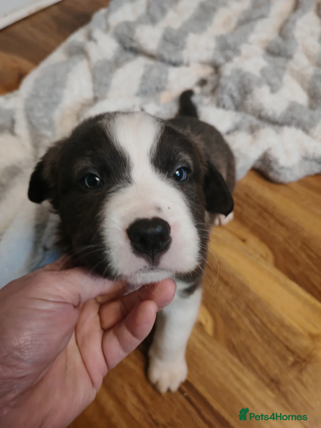 Mixed Breed dogs for sale:  REDUCED!! 2 OLD TYME BORDER COLLIE PUPPIES!  - Advert 22
