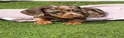 Miniature Dachshund dogs for sale: Miniature dashchund  - Advert 3