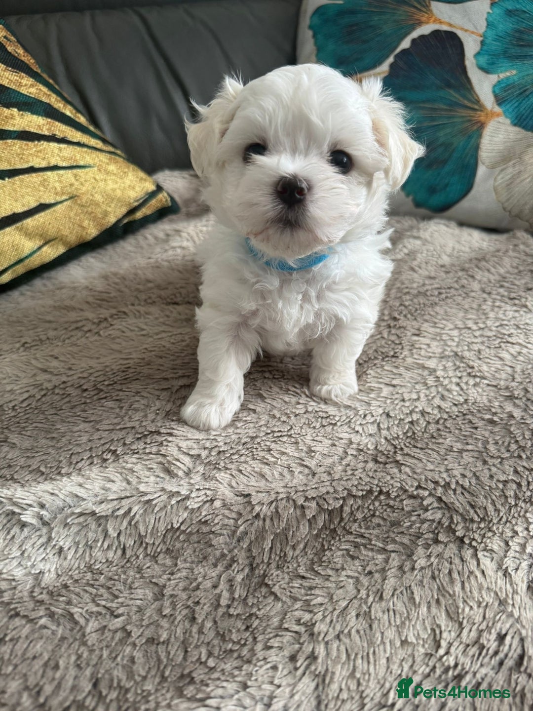 Maltese dogs for sale: 🌟KC STUNNING half-Korean Maltese puppies 🌟 - Image 19