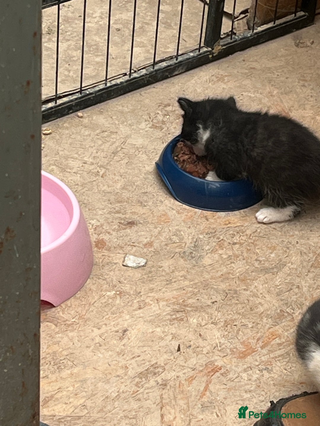 Mixed Breed cats for sale: 3 gorgeous black and white mixed kittens - Image 9