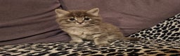 Mixed Breed cats for sale: Ghost tabby cats - Advert 3