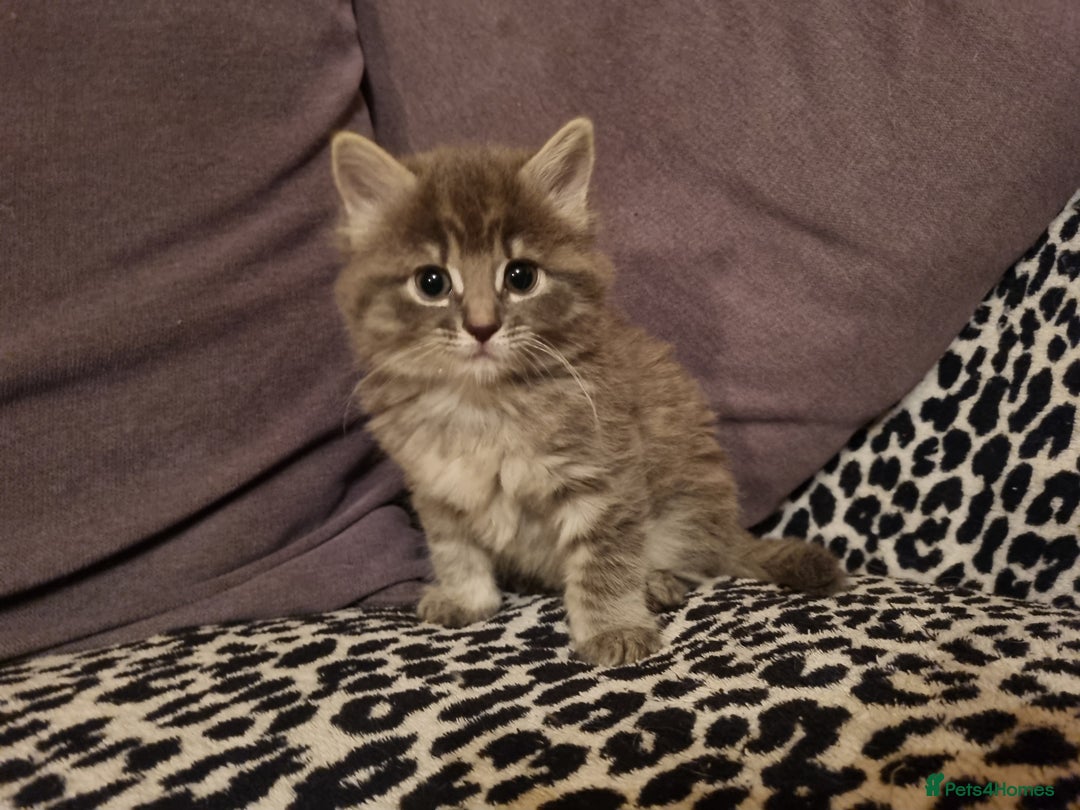 Mixed Breed cats for sale: Ghost tabby cats - Advert 3