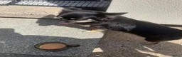 Chihuahua dogs for sale: Chiuhauahs looking for new home  in Hull - Advert 7