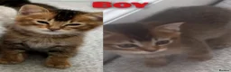 Scottish Fold cats for sale: Beautiful Scottish fold/straight ears kittens - Advert 3