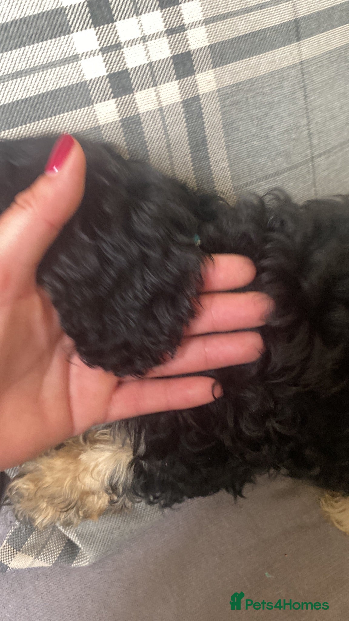 Cavapoo dogs Now fully vaccinated ready for walking  - Advert 2
