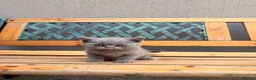 Brazilian Shorthair cats for sale: 3 Stunning Purebred British Shorthair kittens  - Advert 4