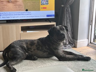 Mixed Breed dogs for sale: Cane corso x - Advert 1
