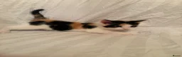 Mixed Breed cats for sale: Ragdoll mixed kittens 🐈‍⬛  - Advert 19