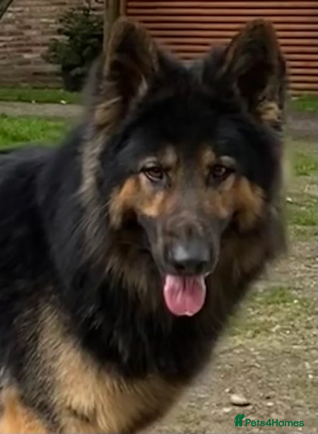German Shepherd dogs for stud: KC Reg Shadow fully Health Tested at stud in Wisbech - Advert 3