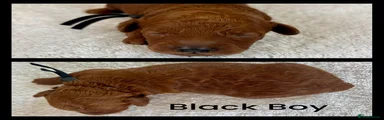 Black Boy