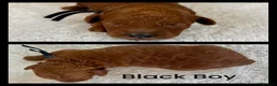 Toy Poodle dogs for sale: Tiny Toy ×Asian Poodle Puppies Ready 21/09/26 - Advert 5