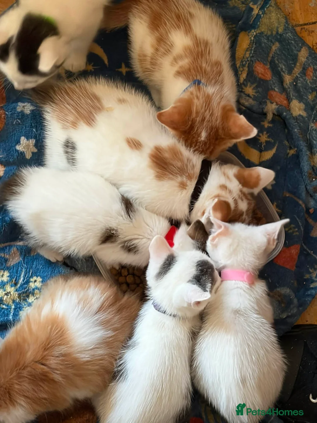 Mixed Breed cats for sale: Kittens for sale  - Advert 13