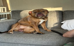 Dorset Olde Tyme Bulldogge dogs for sale: Olde tyme English bulldog  - Image 2