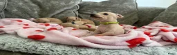 Italian Greyhound dogs for sale: 🏡 Italian greyhound puppies ready soon 🏡 - Advert 3