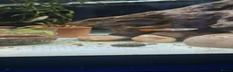 Live Bearers fish for sale: Beautiful Home-Bred Colorful Guppy Fish in Wednesbury - Advert 5
