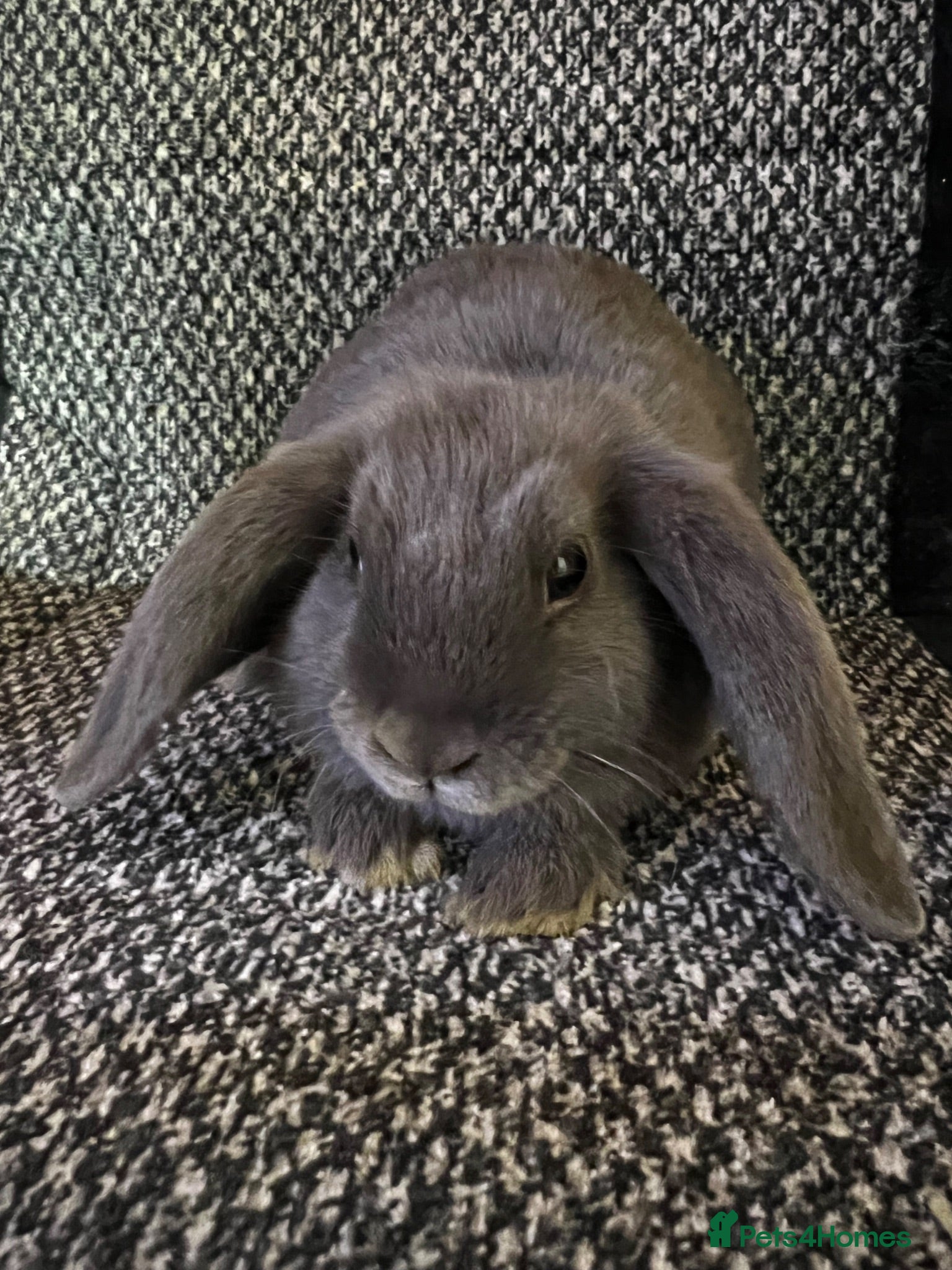Mini Lop rabbits Mini lop (plush carriers) - Advert 2