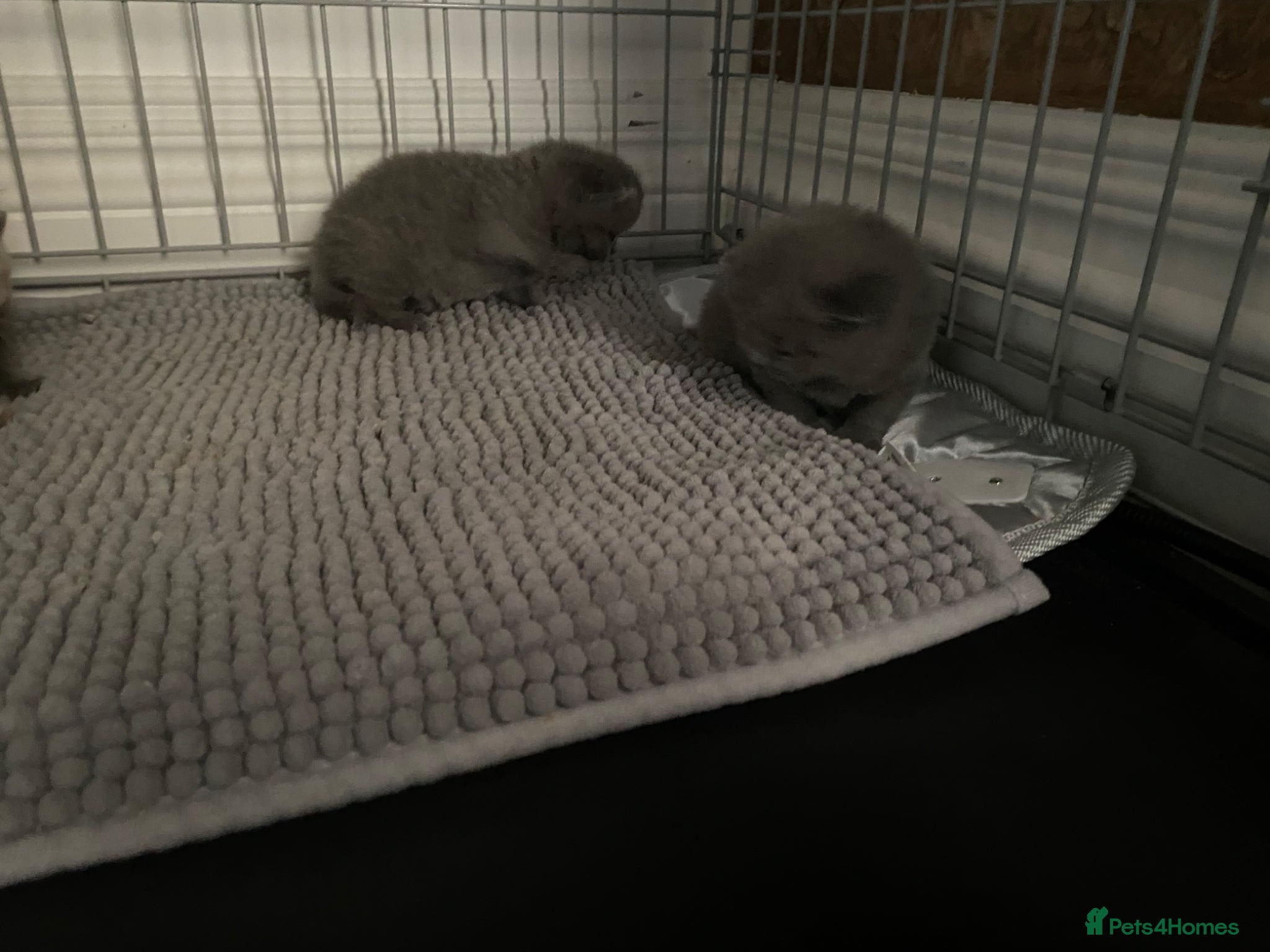 British Shorthair cats Chunky British short hair  - Advert 3