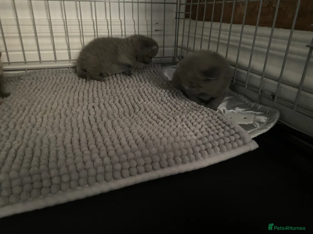 British Shorthair cats for sale: Chunky British short hair  in Cardiff - Advert 4